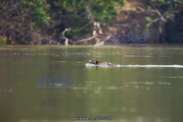 : Jaguar. A male Jaguar (Panthera onca) swimming across a river : Jaguar. A male Jaguar (Panthera onca) swimming across a river