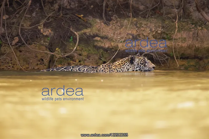 : Jaguar. A male Jaguar (Panthera onca) swimming in a river : Jaguar. A male Jaguar (Panthera onca) swimming in a river