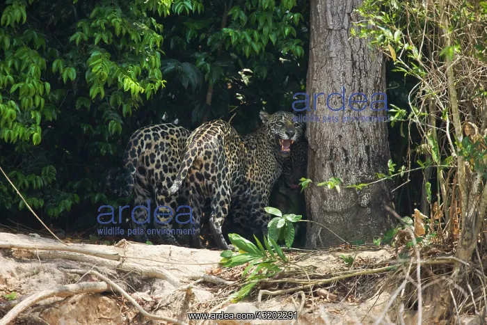 : Jaguar. Pair of Jaguars (Panthera onca) greet each other and scent a tree upon meeting : Jaguar. Pair of Jaguars (Panthera onca) greet each other and scent a tree upon meeting