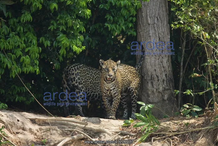 : Jaguar. Pair of Jaguars (Panthera onca) greet each other and scent a tree upon meeting : Jaguar. Pair of Jaguars (Panthera onca) greet each other and scent a tree upon meeting