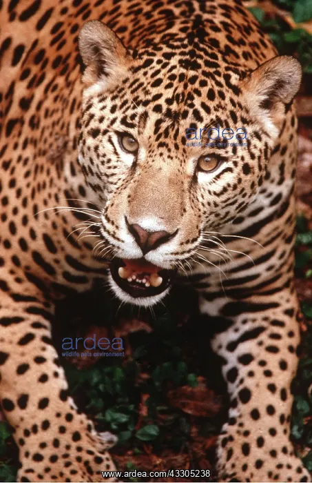  : JAGUAR