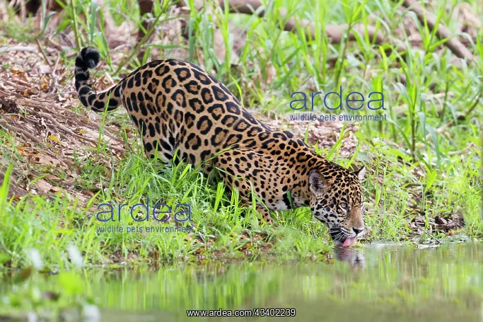  : Jaguar (Panthera onca). drinking - Pantanal area - Mato Grosso - Brazil