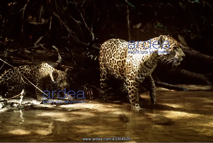 : JAGUAR - adult female with cub in creek : JAGUAR - adult female with cub in creek