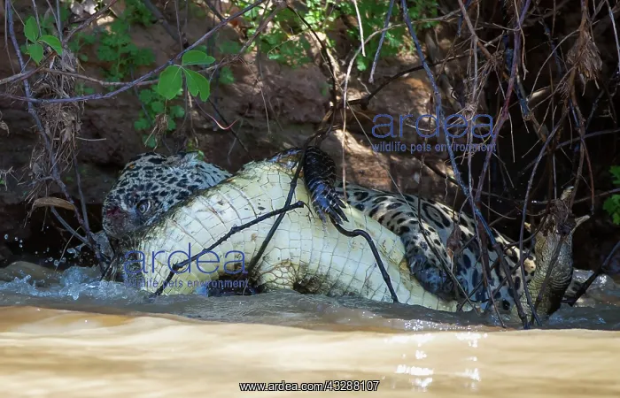 : Jaguar - attacking caiman : Jaguar - attacking caiman