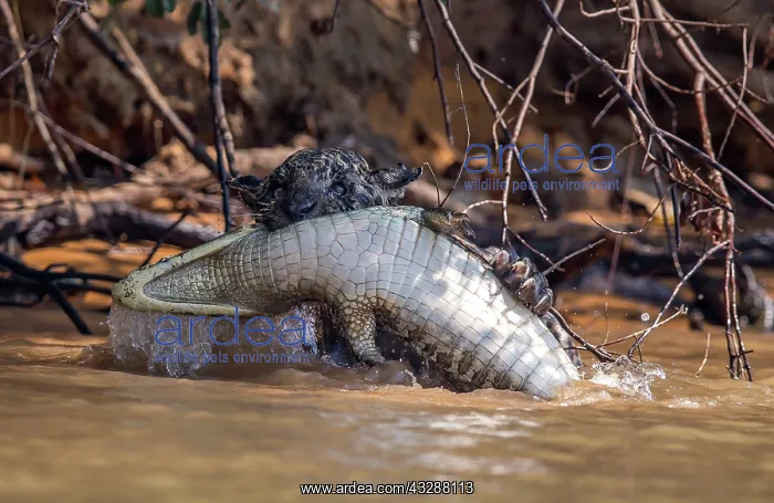 : Jaguar - attacking caiman : Jaguar - attacking caiman