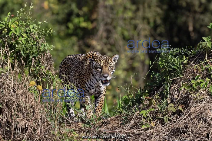 : Jaguar on the bank of the Cuiaba River, Pantanal, Brazil : Jaguar on the bank of the Cuiaba River, Pantanal, Brazil