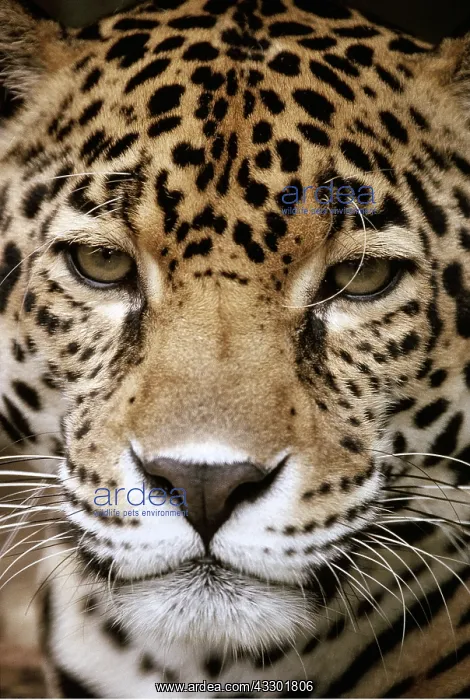  : Jaguar - Close-up Of Face