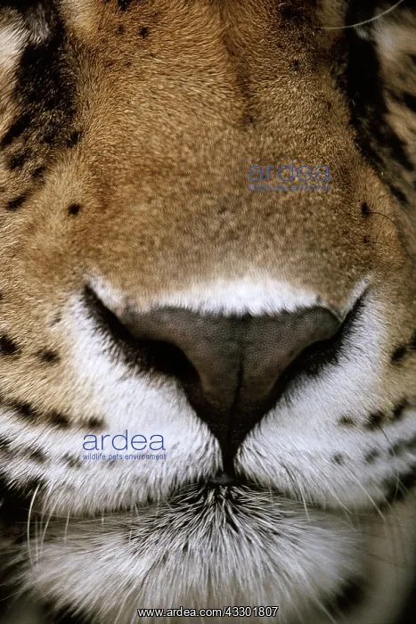 : Jaguar - Close-up Of Nose : Jaguar - Close-up Of Nose