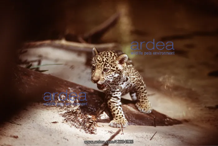  : JAGUAR - cub