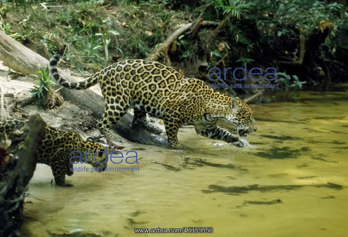  : Jaguar - female & 10 week old cub coming to edge