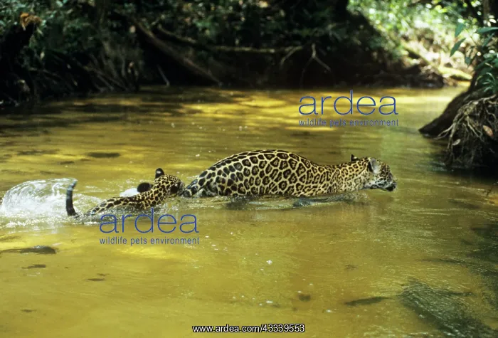 : Jaguar - female & 10 week old cub crossing shallow creek : Jaguar - female & 10 week old cub crossing shallow creek