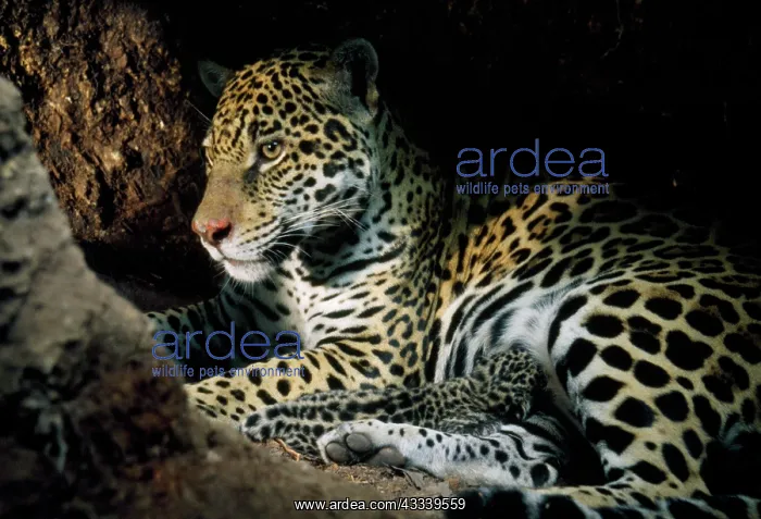 : Jaguar - female, with 2 day old cub in forest floor : Jaguar - female, with 2 day old cub in forest floor
