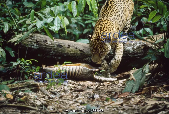 : JAGUAR - female with Armadillo kill : JAGUAR - female with Armadillo kill