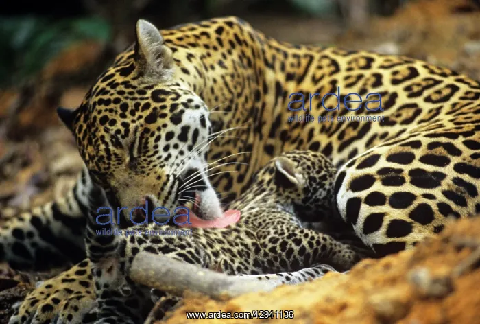 : Jaguar - female, cleaning 8 week old cub : Jaguar - female, cleaning 8 week old cub
