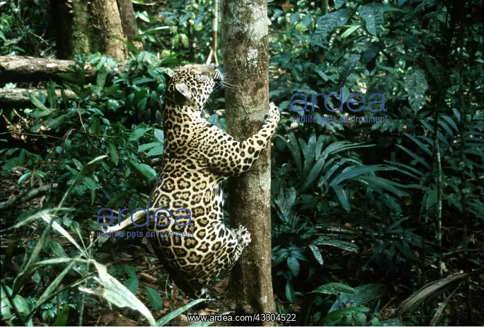 : JAGUAR - female climbing tree : JAGUAR - female climbing tree