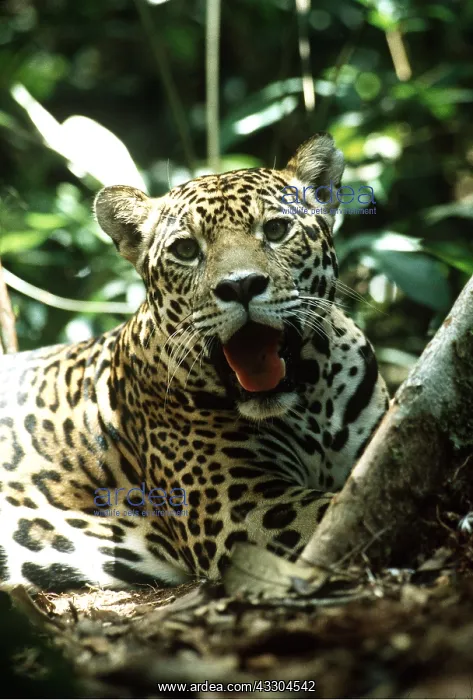 : JAGUAR - female, close-up of ead and shoulders : JAGUAR - female, close-up of ead and shoulders