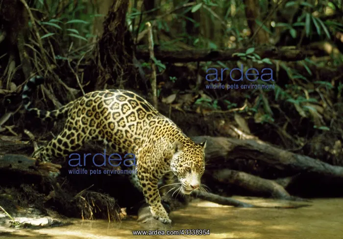 : Jaguar - female - creek side : Jaguar - female - creek side