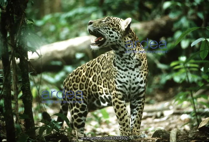 : JAGUAR - female in dappled light : JAGUAR - female in dappled light