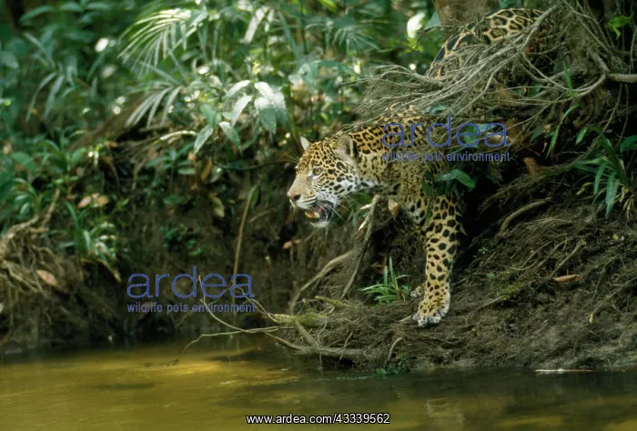 : Jaguar - female, at edge of creek looking across : Jaguar - female, at edge of creek looking across