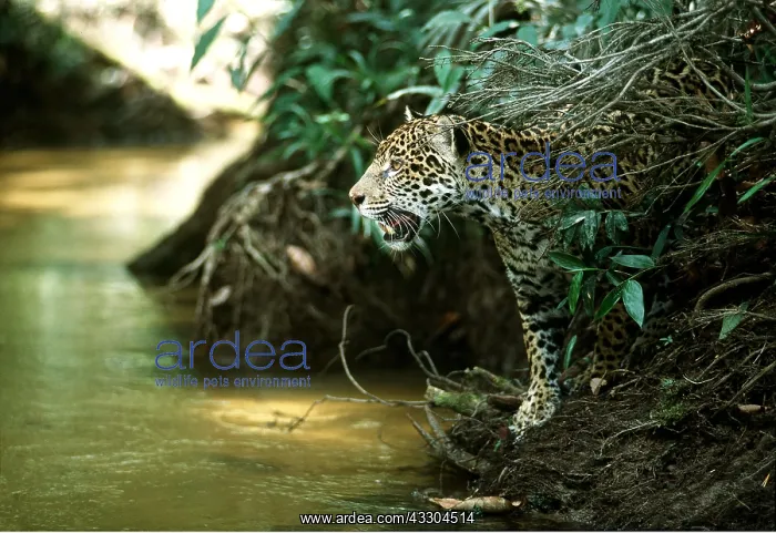 : JAGUAR - female at edge of river : JAGUAR - female at edge of river