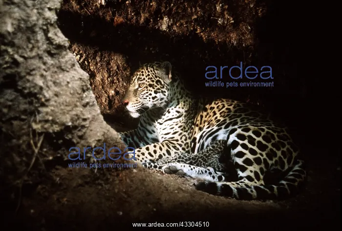 : JAGUAR - female suckling cub : JAGUAR - female suckling cub