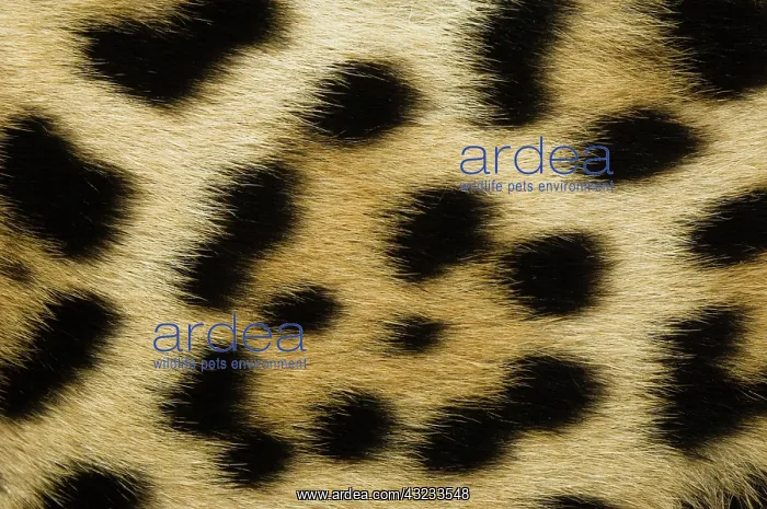 : Jaguar Fur close-up showing pattern (Panthera : Jaguar Fur close-up showing pattern (Panthera