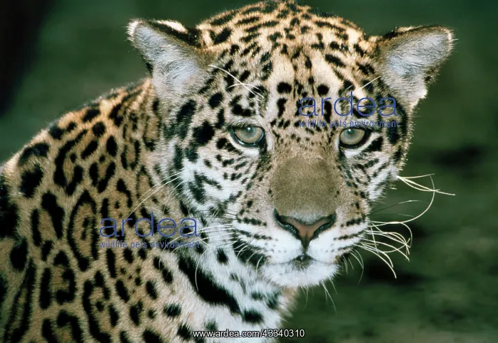 : JAGUAR, HEAD PORTRAIT : JAGUAR, HEAD PORTRAIT
