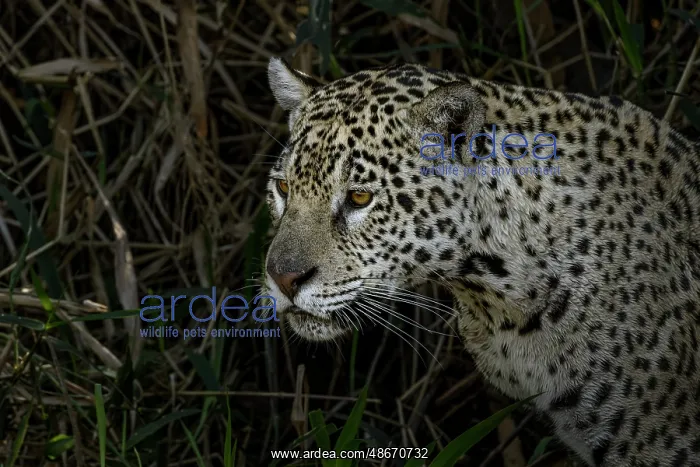 : Jaguar hunting along the river banks of Cuiaba River : Jaguar hunting along the river banks of Cuiaba River