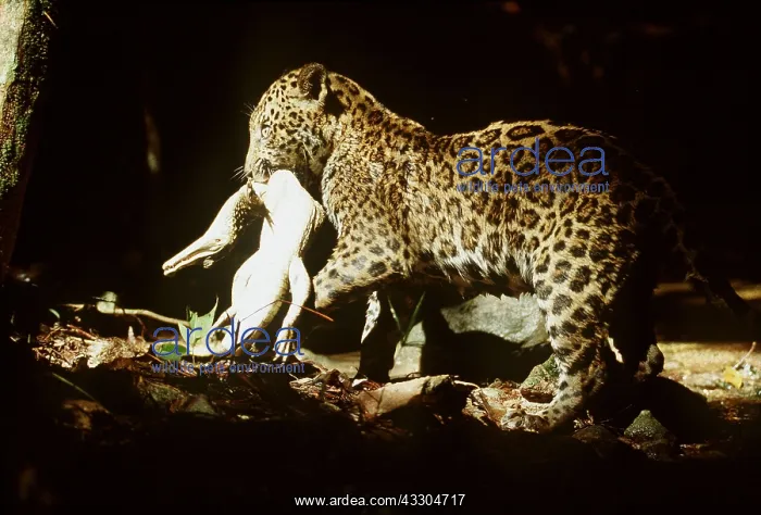 : JAGUAR - with killed Caiman : JAGUAR - with killed Caiman