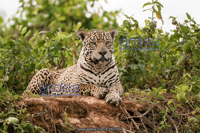 : Jaguar lying on river bank : Jaguar lying on river bank