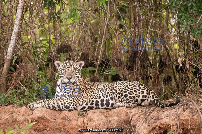 : Jaguar lying on river bank dense scrub behind : Jaguar lying on river bank dense scrub behind
