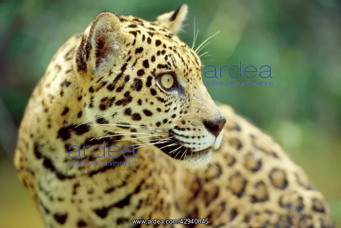: Jaguar - male : Jaguar - male