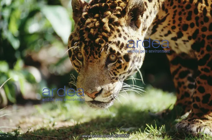 : JAGUAR - male, close-up of face : JAGUAR - male, close-up of face