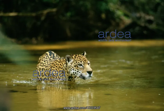 : Jaguar - male, crossing shallow creek. In the wild : Jaguar - male, crossing shallow creek. In the wild