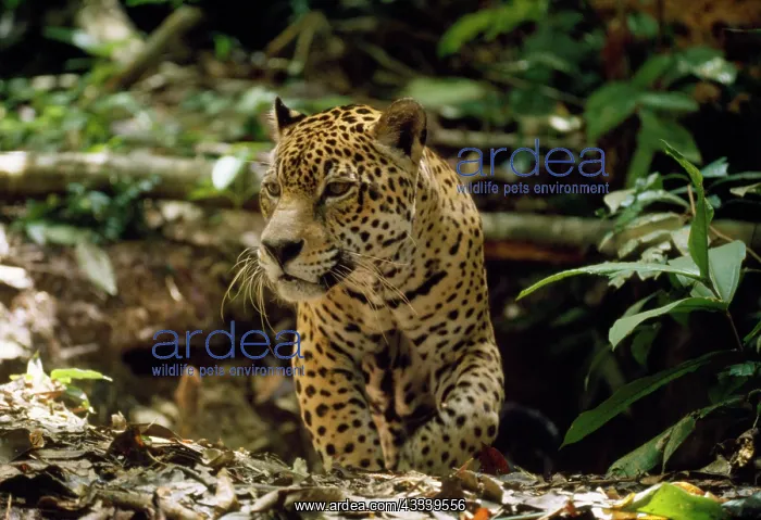 : Jaguar - male - emerging from forest floor den : Jaguar - male - emerging from forest floor den