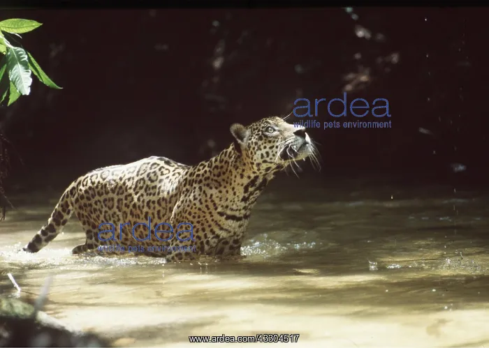 : JAGUAR - Male in shallow creek : JAGUAR - Male in shallow creek