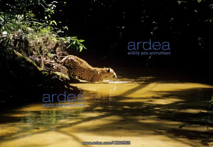 : Jaguar - male in shallow creek : Jaguar - male in shallow creek