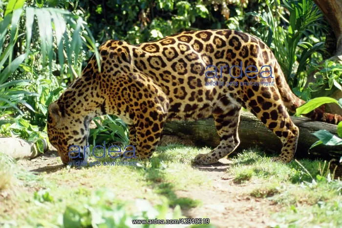 : Jaguar - male sniffing scent of prey : Jaguar - male sniffing scent of prey
