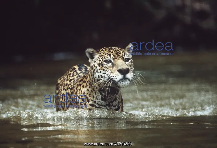 : JAGUAR - male walking up creek : JAGUAR - male walking up creek