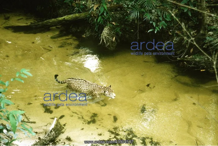 : JAGUAR male, walks up creek : JAGUAR male, walks up creek