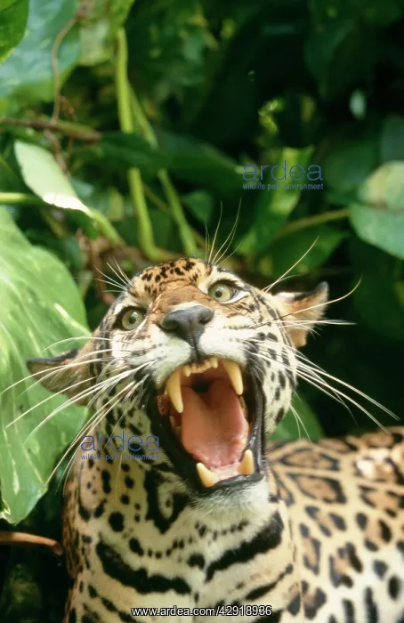 : JAGUAR - mouth wide open, teeth showing : JAGUAR - mouth wide open, teeth showing
