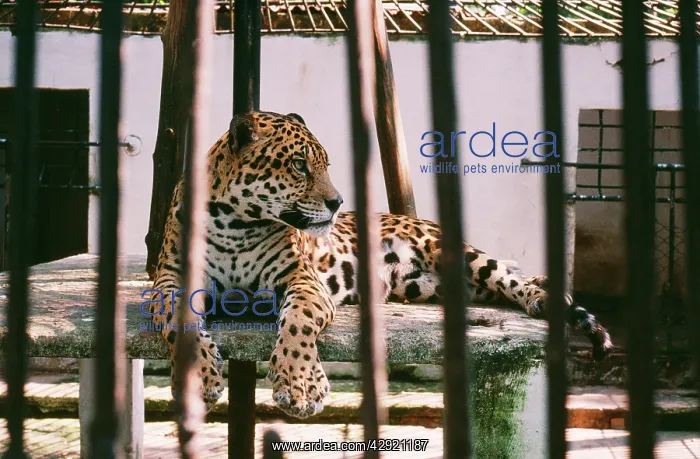 : Jaguar - In old fashioned cage at Manaus Zoo : Jaguar - In old fashioned cage at Manaus Zoo