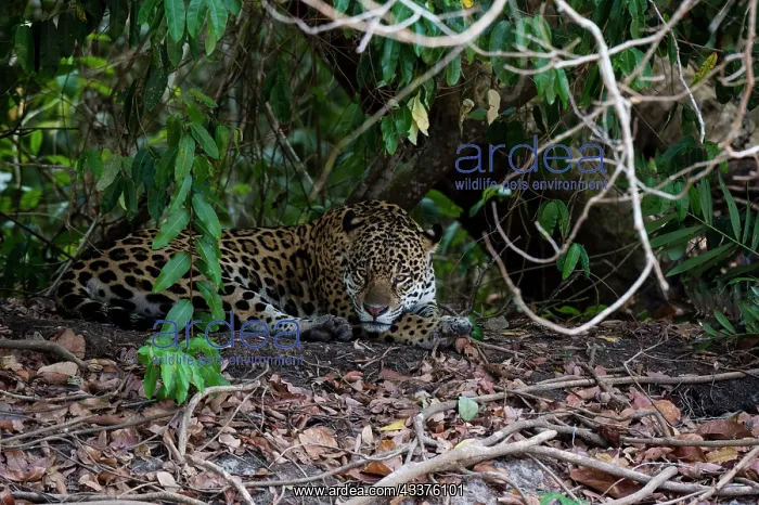  : Jaguar, Pantanal, Mato Grosso, Brazil
