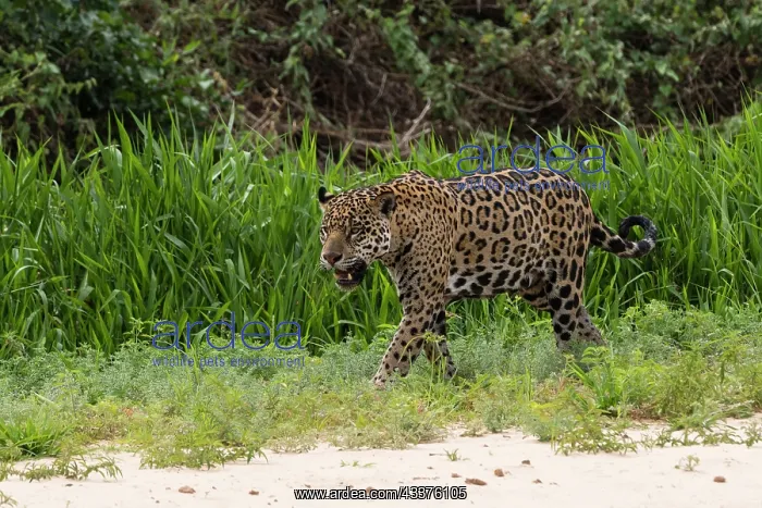 : Jaguar, Pantanal, Mato Grosso, Brazil : Jaguar, Pantanal, Mato Grosso, Brazil