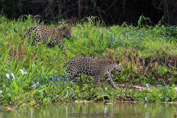 : Jaguar, Pantanal, Mato Grosso, Brazil : Jaguar, Pantanal, Mato Grosso, Brazil