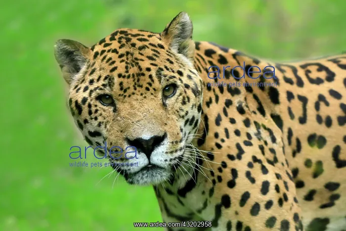 : Jaguar (Panthera onca), adult, alert, portrait : Jaguar (Panthera onca), adult, alert, portrait