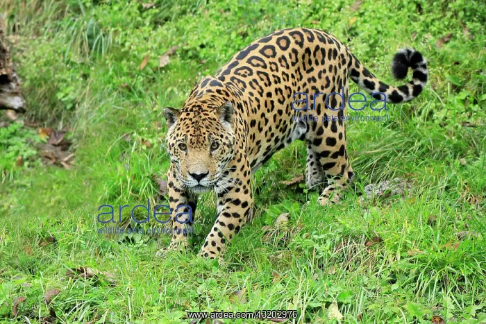 : Jaguar (Panthera onca), adult, alert, stalking : Jaguar (Panthera onca), adult, alert, stalking