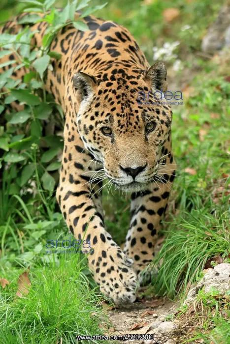 : Jaguar (Panthera onca), adult, alert, stalking : Jaguar (Panthera onca), adult, alert, stalking
