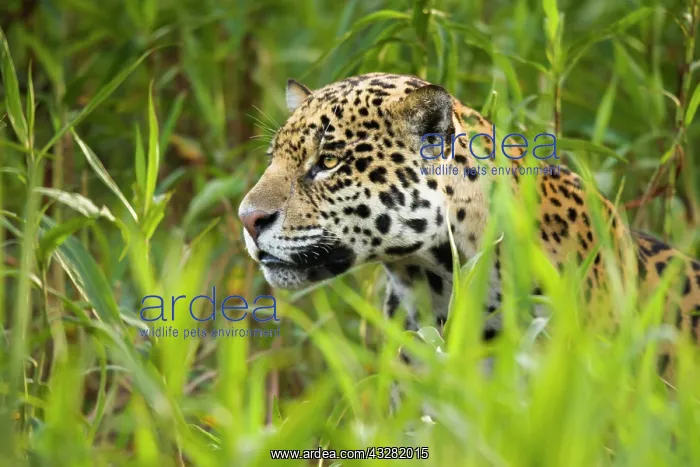  : Jaguar (Panthera onca), adult hiding in tall grass