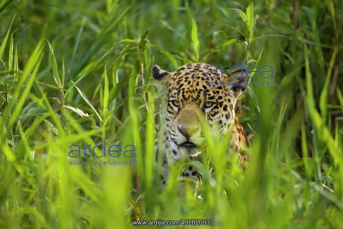 : Jaguar (Panthera onca), adult hiding in tall grass : Jaguar (Panthera onca), adult hiding in tall grass
